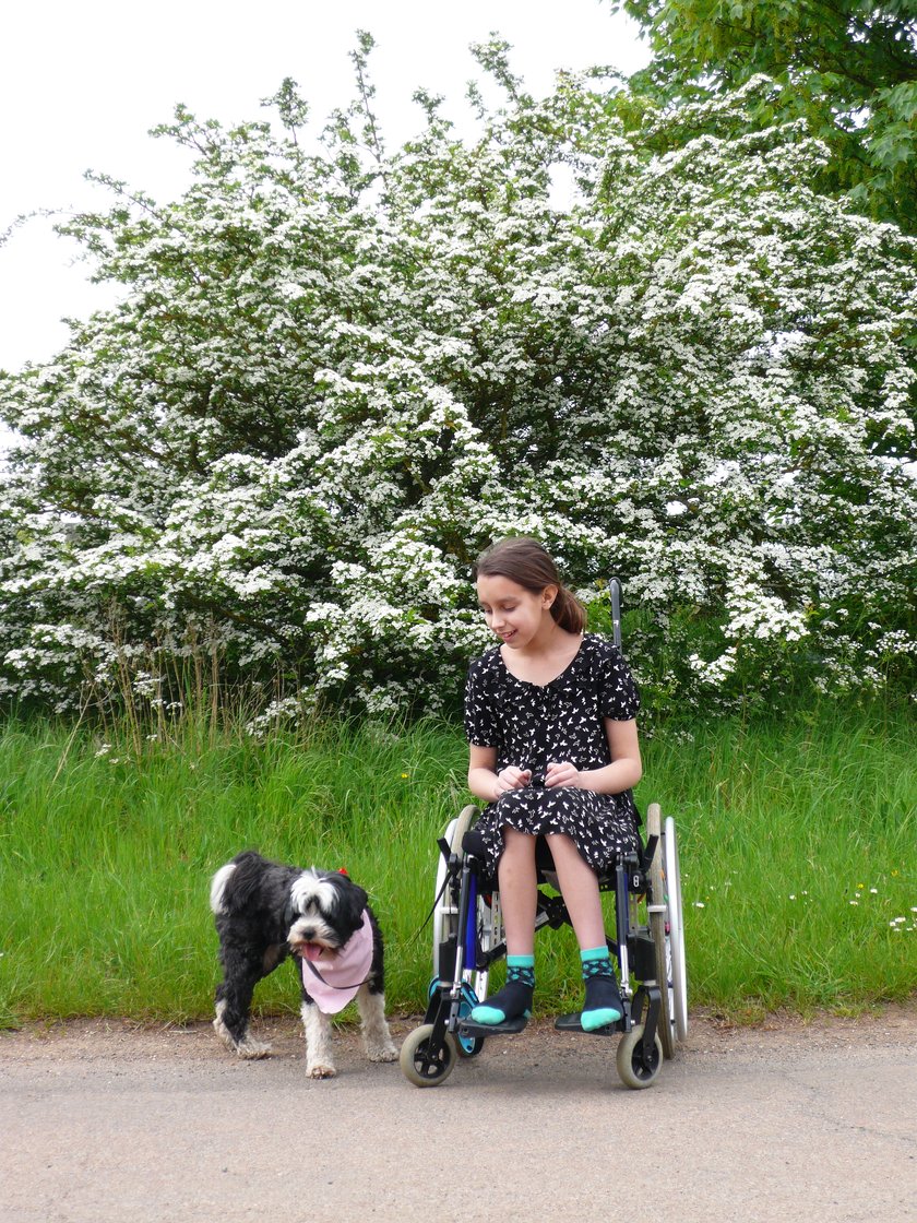A little girl with dark hair in a wheelchair with her grey and white fluffy dog by her side
