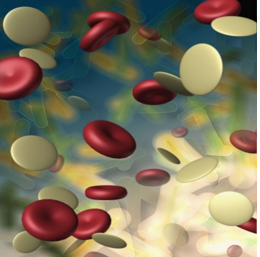 Illustration of red and white blood cells