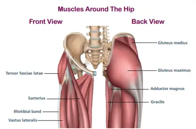 Anatomical illustration of hip musculature. Front: Tensor fasciae latae, Sartorius,  Iliotibial band, Vastus lateralis. Back: Gluteus medius, Gluteus maximus, Adductor magnus, Gracilis.