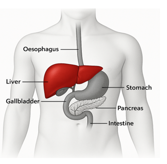 The role of the liver