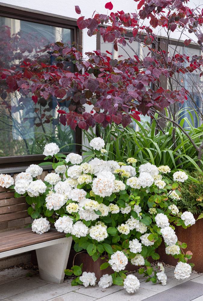 Flowers in the outpatients garden