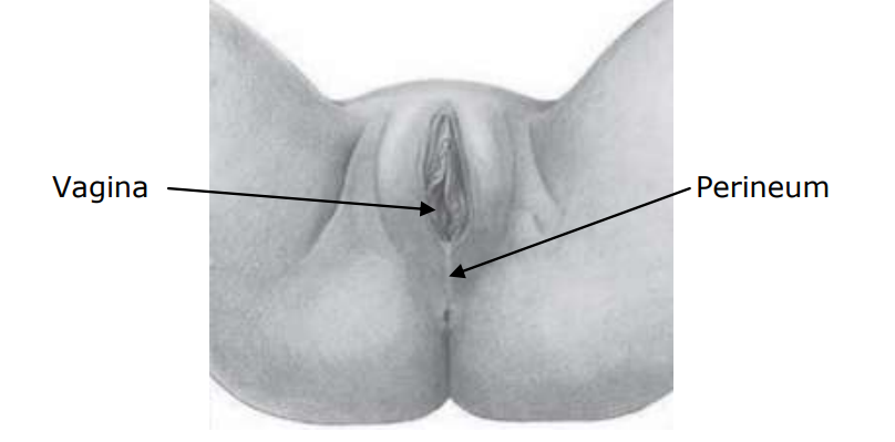 Antenatal perineal massage image of vagina