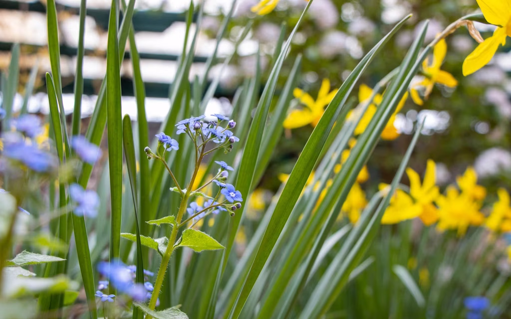 Spring flowers in the garden at CUH