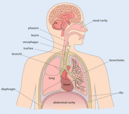 Diagram of anatomy from above waist, labelled (clockwise): nasal cavity, bronchioles, rubs, abdominal cavity, heart, lung, diaphragm, bronchi, trachea, oesophagus, larynx, pharynx