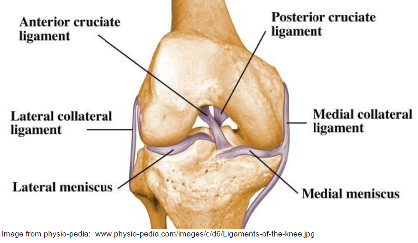 Anterior Cruciate Ligament ACL Reconstruction Rehabilitation CUH Anterior Cruciate Ligament ACL Reconstruction Rehabilitation CUH