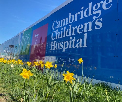 Daffodils outside the Cambridge Children's Hospital blue hoarding