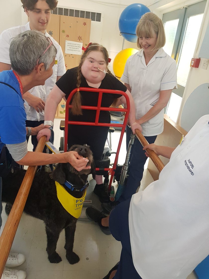 A teenager girl who has down's syndrome in a physio gym. she is holding onto parallel bars and walking carefully with support. A grey therapy dog is in front of her. The girls has long plaits with red ribbons