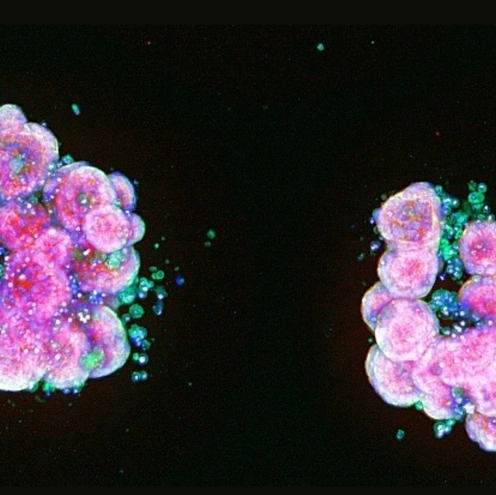 Two pink and green clusters of cells on a black background