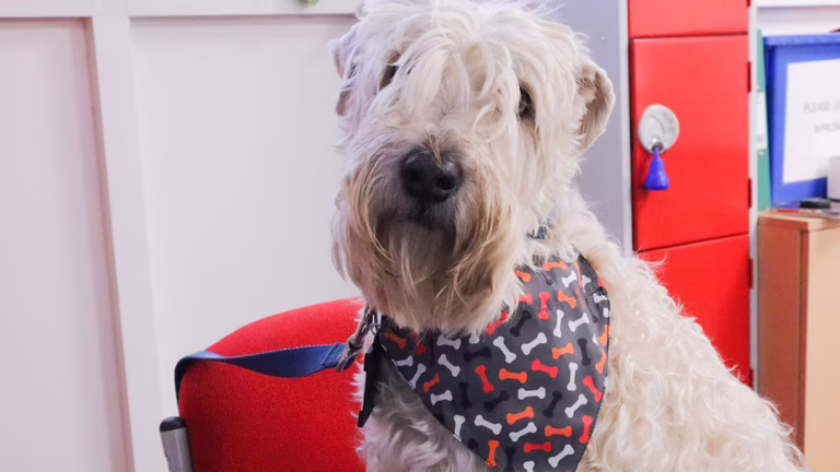 Lola the PAT dog wearing an official Stand Up To Cancer bandana