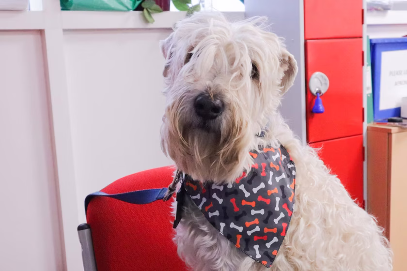 Lola the PAT dog wearing an official Stand Up To Cancer bandana