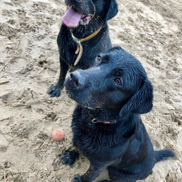 Two black Labrador dogs on the beach with a ball and covered in sand.