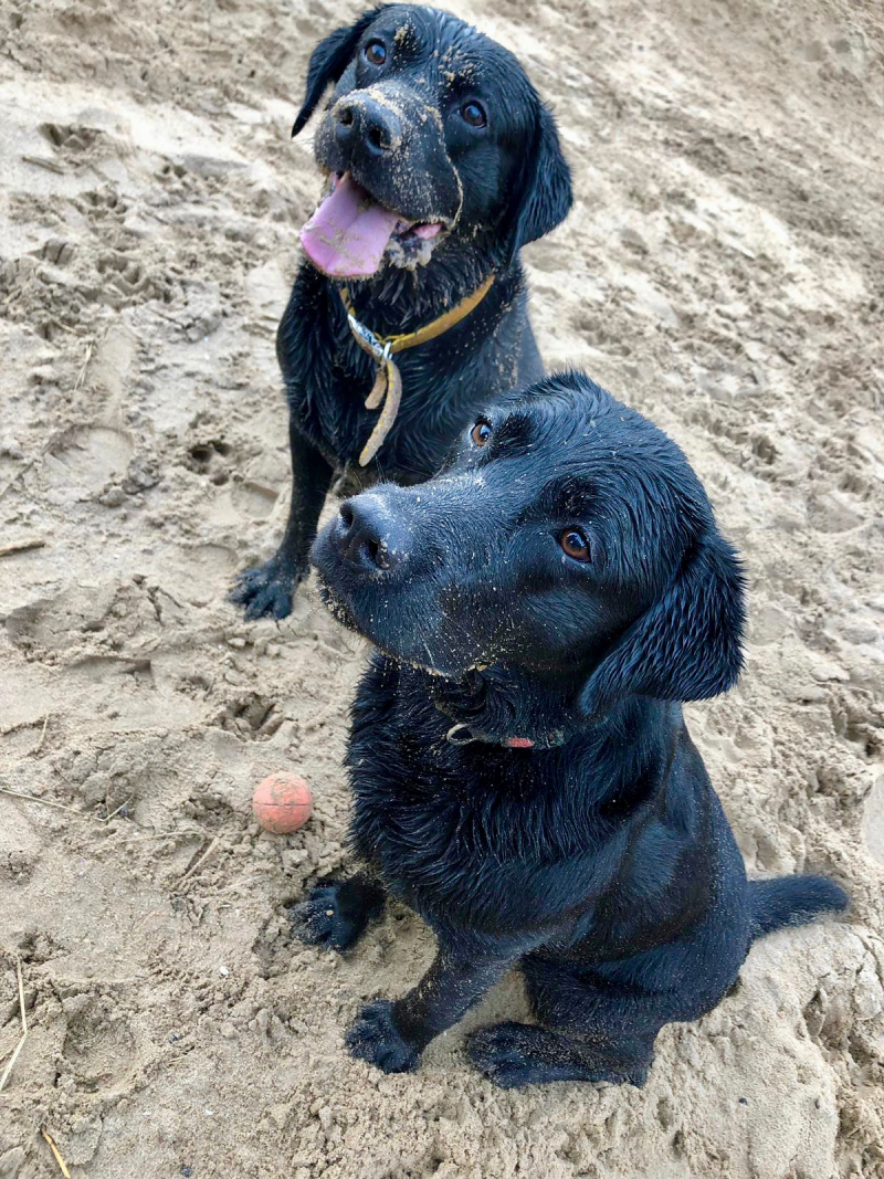 Labrador Human A study of Labradors identified novel obesity genes relevant in dogs ...