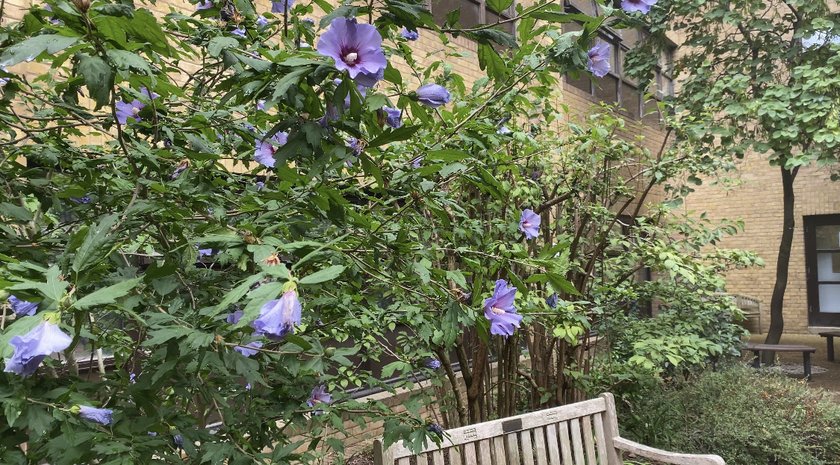 A photo of some purple flowers in the Japanese garden