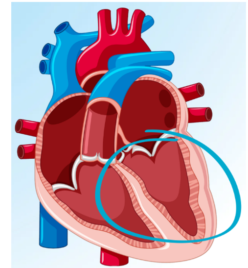 Illustration of a heart with the left ventricular circled