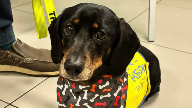 Alfie the PAT dog wearing a SU2C bandana