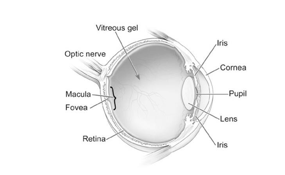 Illustration of normal anatomy of the eye labelled from clockwise: Iris, Cornea, Pupil, Lens, Iris, Retina, Fovea, Macula, Optic Nerve, Vitreous Gel