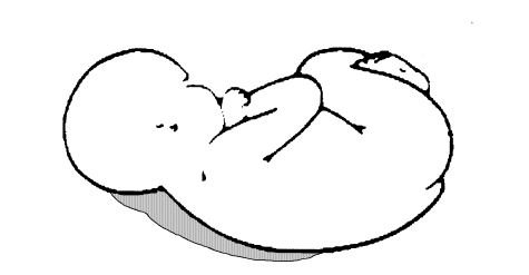 Illustration of a baby in foetal position with a grey area behind the head and back