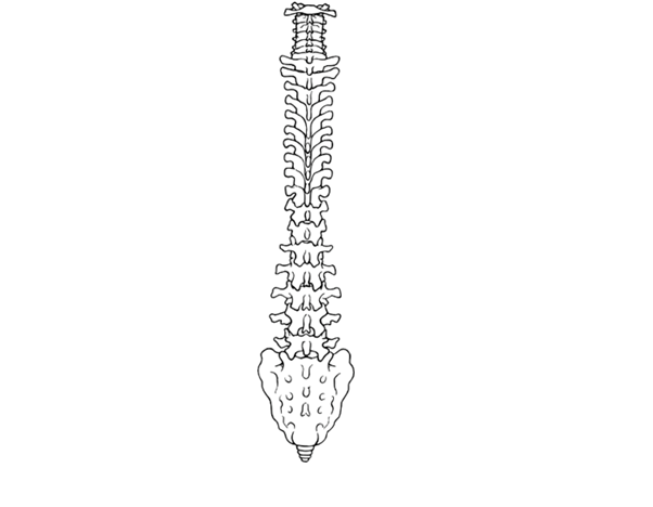 Spine