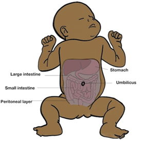 baby's abdomen: Large intestine, small intestine, peritoneal layer, stomach and umbillicus