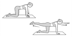 Bird-dog exercise, extending one arm and the opposite leg while on hands and knees.