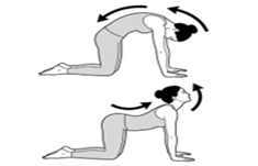 Cat-cow stretch on hands and knees, alternating between rounding and arching the back.