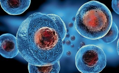 Microscopic view of blue cells with red centres floating in fluid.