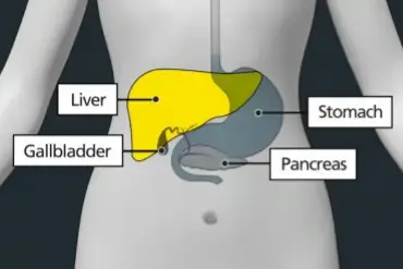 Diagram of organs within the body, highlighting the liver in yellow. Labelled: liver, stomach, gallbladder, pancreas