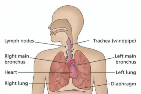Diagram of the respiratory system, labelled: lymph nodes, trachea (windpipe), right main bronchus, heart, right lung, left main bronchus, left lung, diaphragm