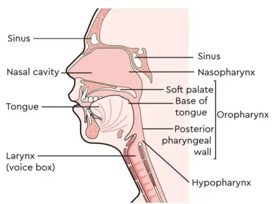 Diagram of the head and neck, labelled: sinus, nasal cavity, tongue, larynx (voice box), nasopharynx, soft palate, base of tongue, posterior pharyngeal wall, oropharynx, hypopharynx