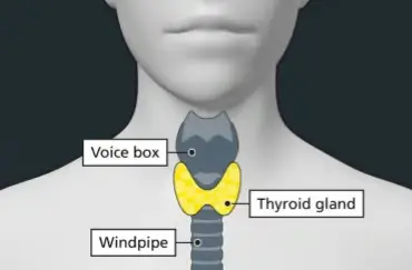 A diagram of the voice box, thyroid gland and windpipe with the thyroid gland highlighted in yellow