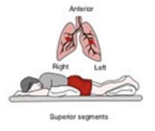 Diagram of a person lying on their front with pillows under their feet and hips, labelled: superior segments, and a diagram of a pair of lungs, labelled: anterior, right, left.