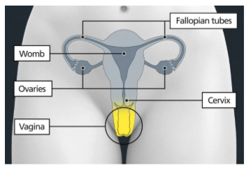 Diagram of a woman's reproductive organs with the vagina highlighted in yellow, labelled: fallopian tubes, womb, ovaries, cervix, vagina