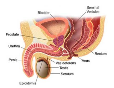 Diagram of the male reproductive organs, labelled: bladder, seminal vesicles, prostate, urethra, penis, epididymis, rectum, anus, vas deferens, testis, scrotum