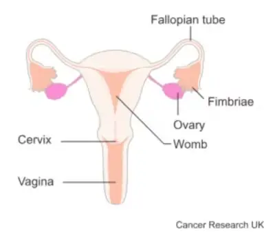 Diagram of a woman's reproductive organs, labelled: Fallopian tube, fimbriae, womb, ovary, cervix, vagina