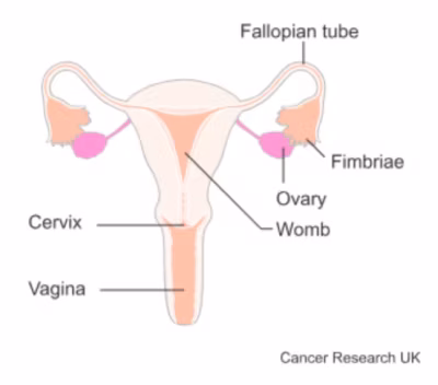 Diagram of a woman's reproductive organs, labelled: Fallopian tube, fimbriae, womb, ovary, cervix, vagina