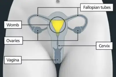 Diagram of a woman's reproductive organs with the womb/uterus highlighted in yellow. Labelled: Fallopian tubes, womb, ovaries, cervix, vagina