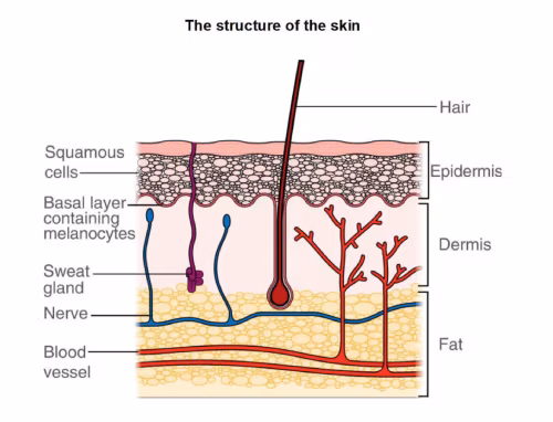 A diagram showing the structure of the skin, labelled: hair, squamous cells, basal layer containing melanocytes, sweat gland, nerve, blood vessel, epidermis, dermis, fat