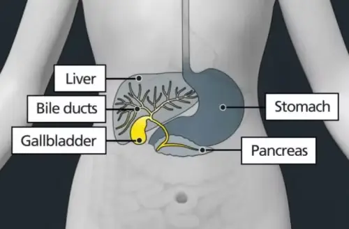 A diagram showing the biliary system, labelled: liver, bile ducts, gallbladder, stomach, pancreas