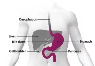 Diagram of the anatomy, labelled: Oesophagus, liver, bile ducts, gallbladder, stomach, pancreas