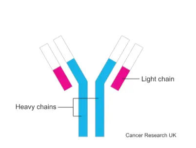Diagram of heavy and light chains in blood