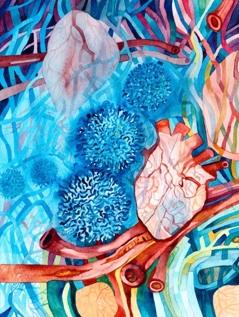 A watercolour image showing regulatory t cells, hearts and blood vessels representing the results of the IVORY trial