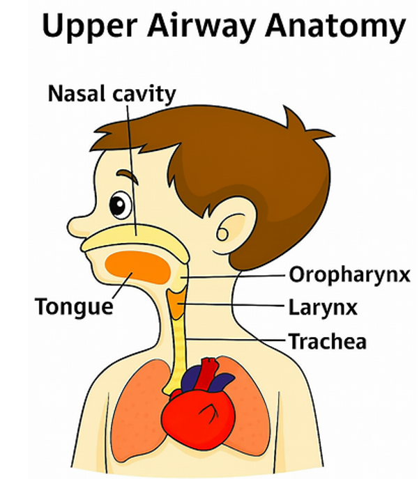 Illustration of a young person's upper body with nasal cavity, oropharynx, larynx, trachea and tongue labelled from clockwise