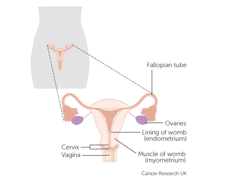 Illustration of the womb that's labelled including fallopian tube, ovaries, lining of the womb, vagina and cervix