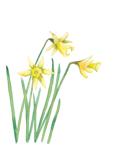 daffodil