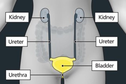 Diagram of female urinary system showing kidneys, ureters, bladder, and urethra labelled. Kidneys positioned at top, connected to bladder by ureters, with urethra extending downward from bladder.