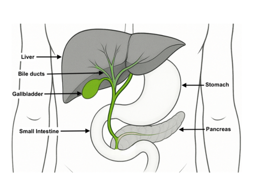 Illustration of a gallbladder labelled from clockwise: Stomach, Pancreas, Small Intestine, Gallbladder, Bile ducts and Liver