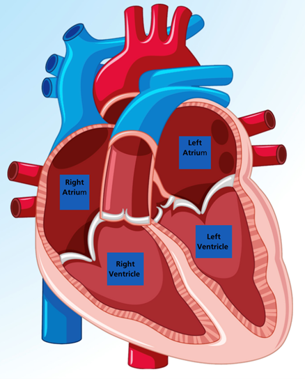 A diagram of a red and blue heart, labelled: Right atrium, left atrium, right ventricle, left ventricle