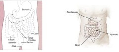Two diagrams of the digestive system: the left labels the stomach, colon, small intestine, rectum, anus, cecum, and appendix; the right shows the duodenum, jejunum, and ileum sections of the small intestine.