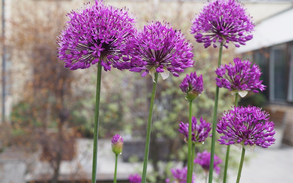 flowers in the outpatients garden