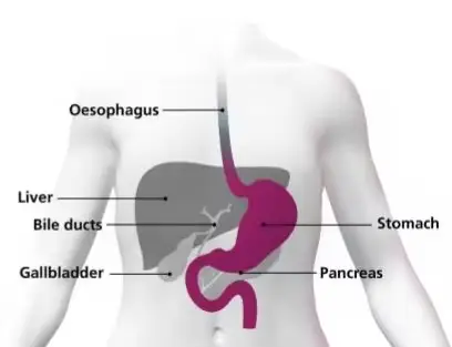 Diagram of parts of the anatomy, labelled: oesophagus, liver, bile ducts, gallbladder, stomach, pancreas